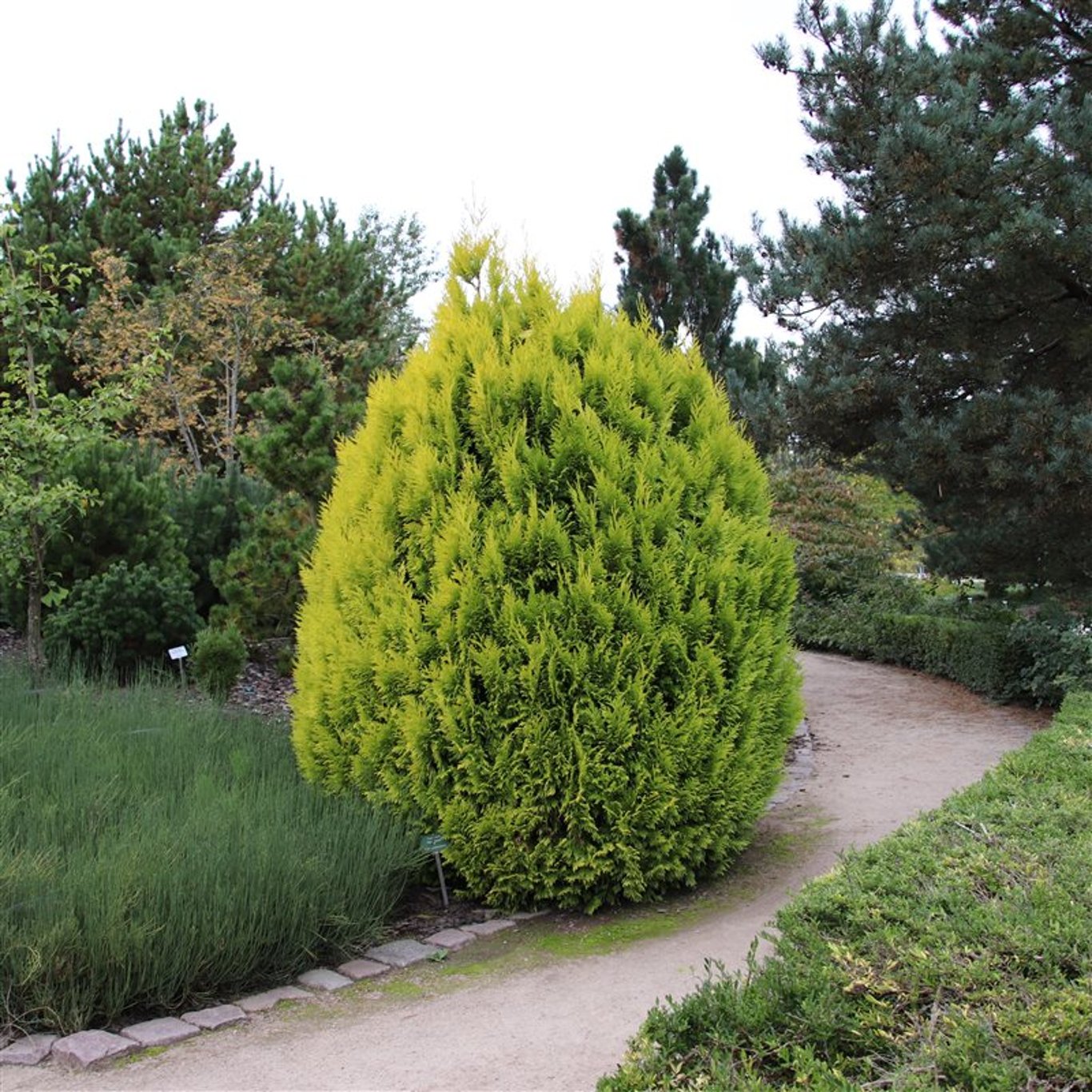 Thuja pl. '4ever' - C3 40-50 CM